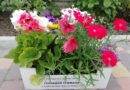 конкурс Городские цветы_Днепр