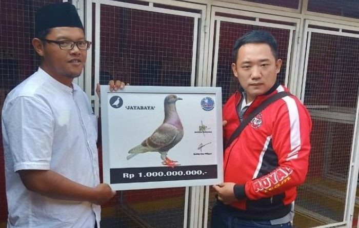 гоночный голубь