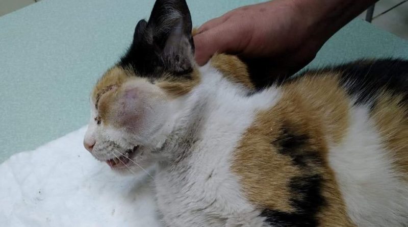 кошка днепр