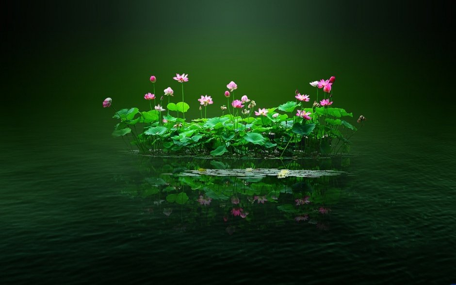 лотос_Китай