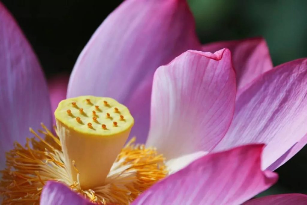 лотос_Китай