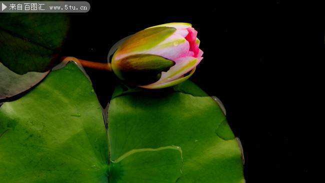 лотос_Китай