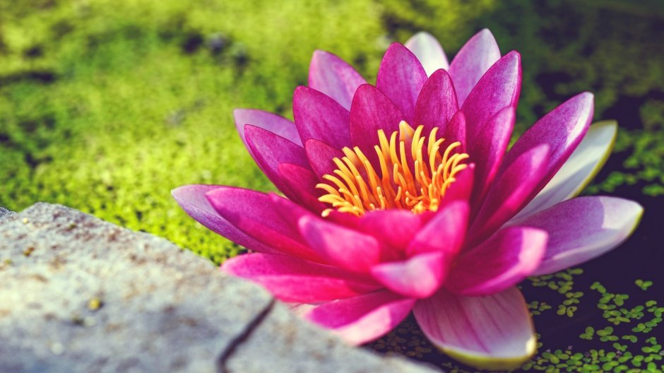 лотос_Китай