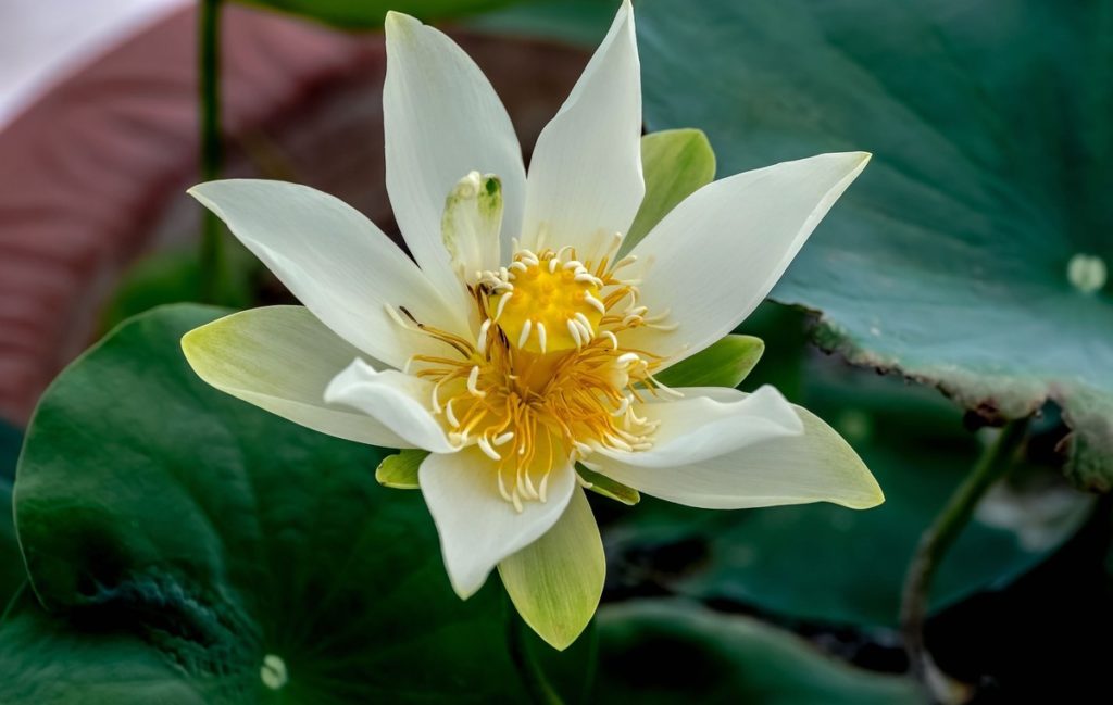 лотос_Китай