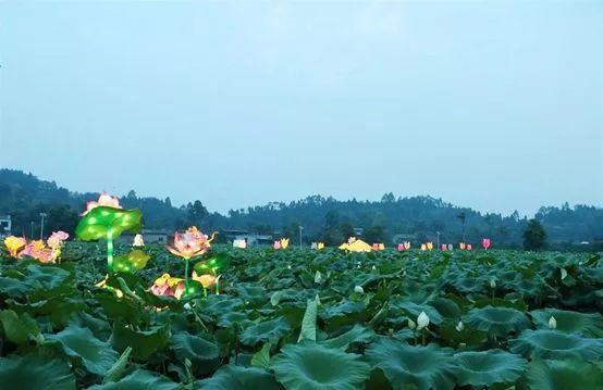 лотос_Китай