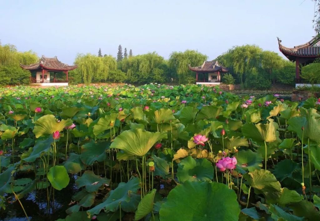 лотос_Китай