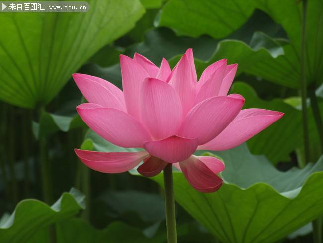 лотос_Китай