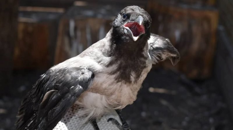 птица Пегас