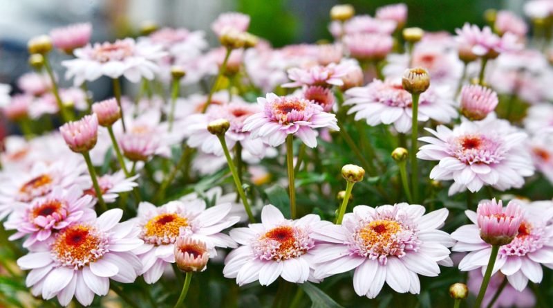 хризантеми