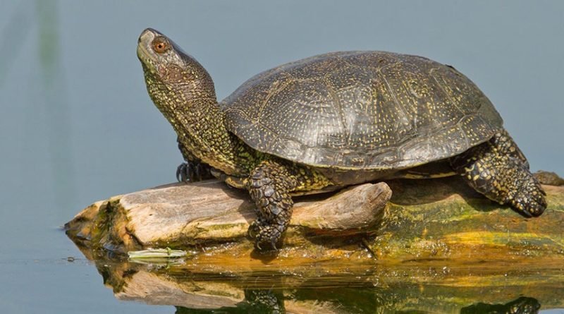 необычное озеро_Днепр