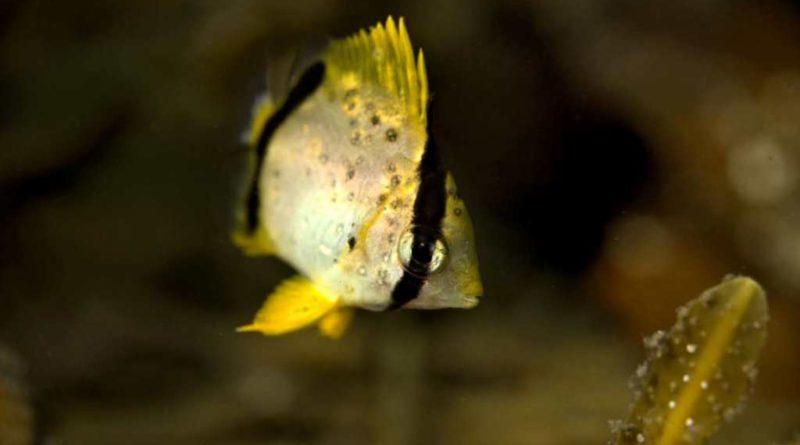 тропические рыбы