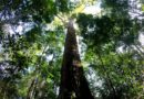 самое высокое дерево Амазонии