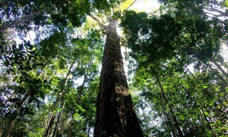 самое высокое дерево Амазонии