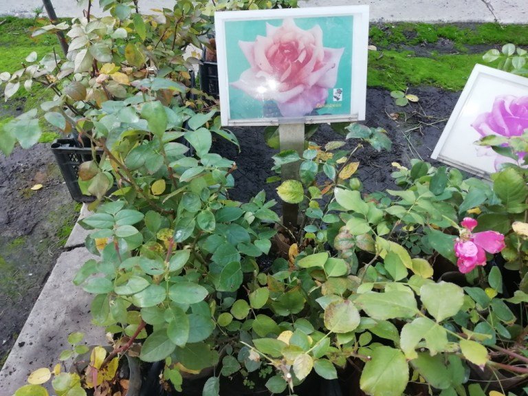 конкурс Городские цветы_Геннадий Гуфман