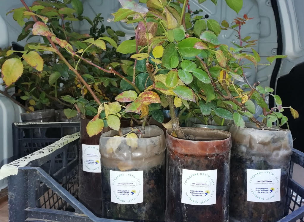 конкурс Городские цветы_Геннадий Гуфман