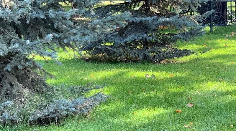 погода днепр