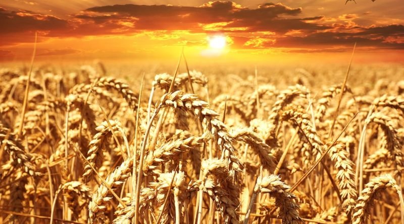 зерно урожай