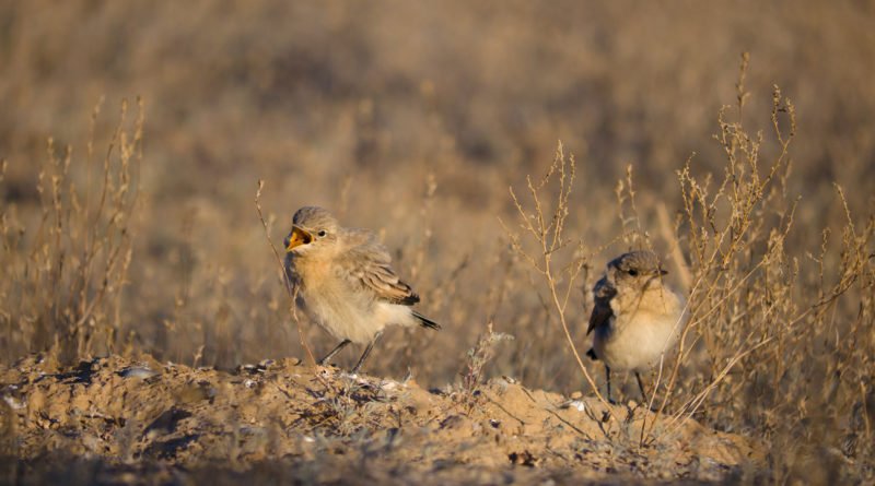 птица каменка wikipedia