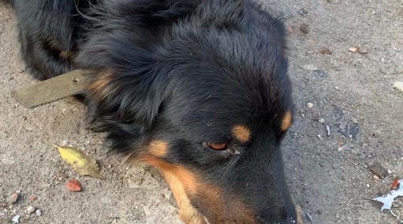 собака Каменское