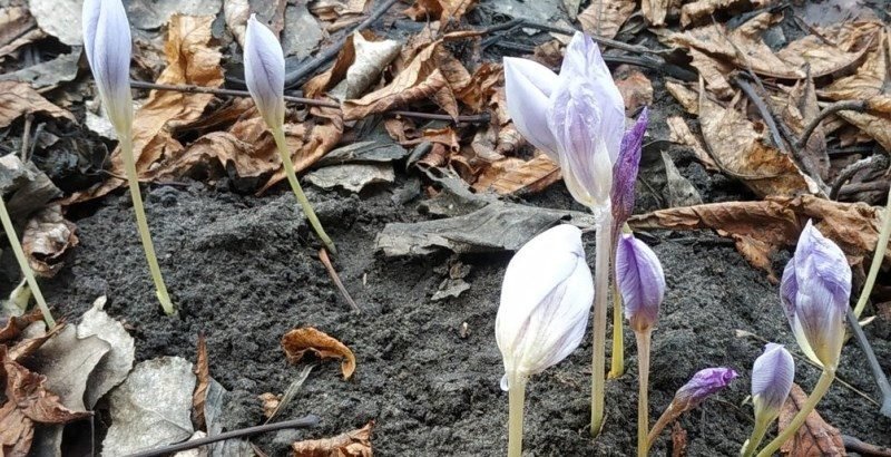 цветение крокусов_Павлоград