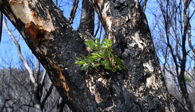 природа_пожежа в Австралії