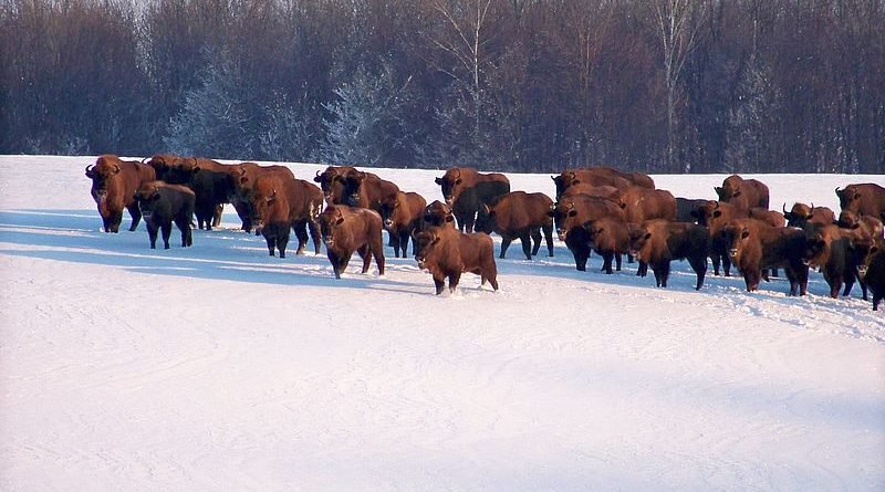 зубри_Вінниця