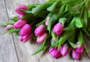тюльпаны