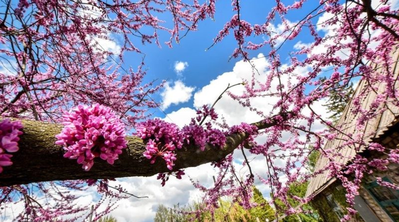 ботсад_Запорожье