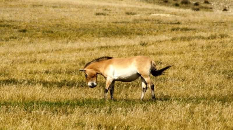 лошадь Пржевальского