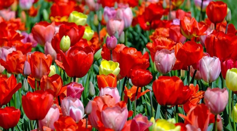 тюльпани pixabay