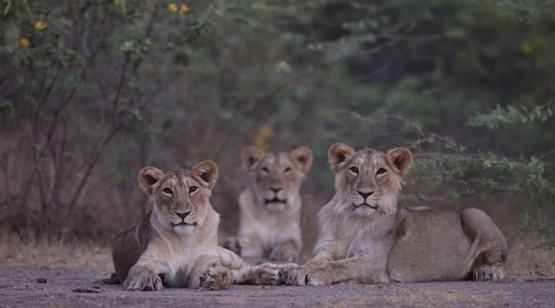 азиатские львы