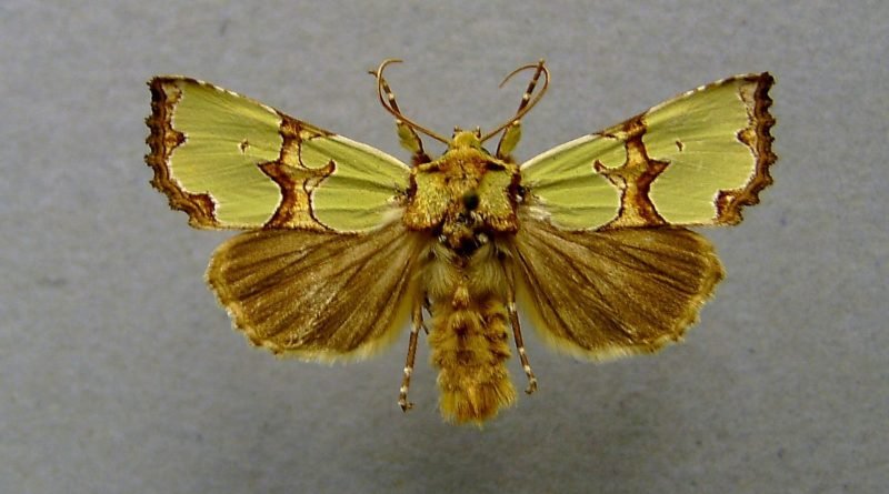 совка роскошная