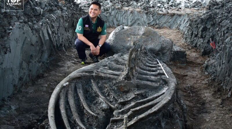 окаменелости кита