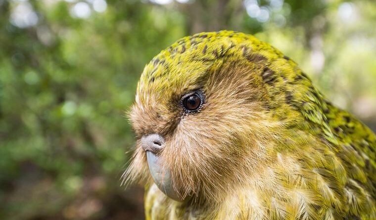 попугай какапо