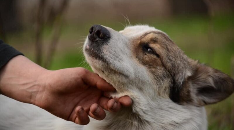 собака Бимка