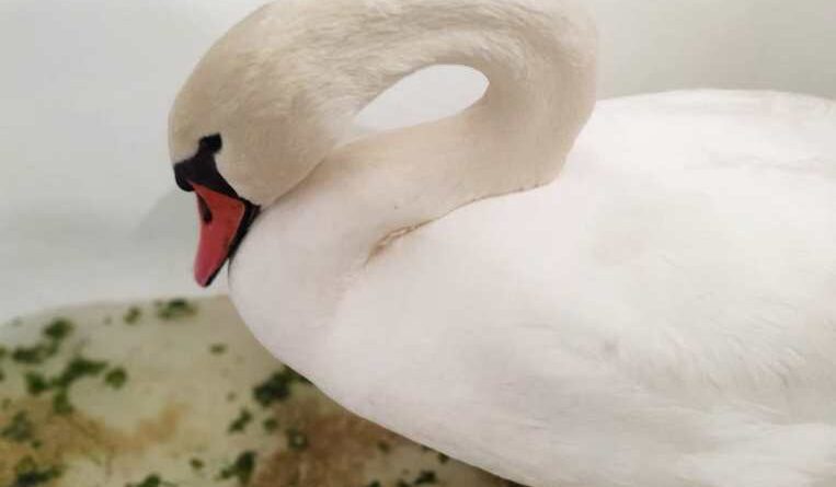 лебедь_Пегас