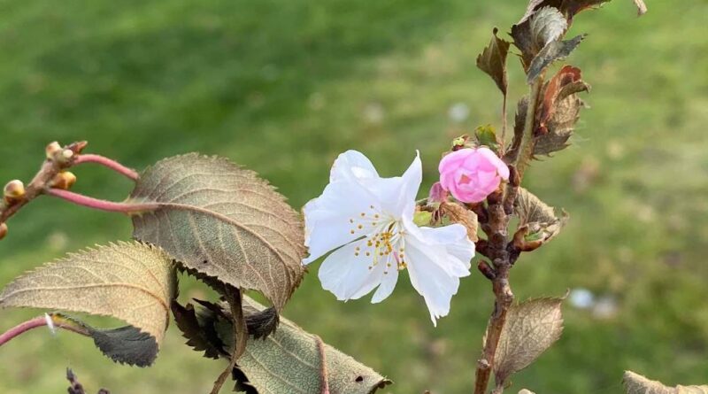 цветение вишни_Днепр