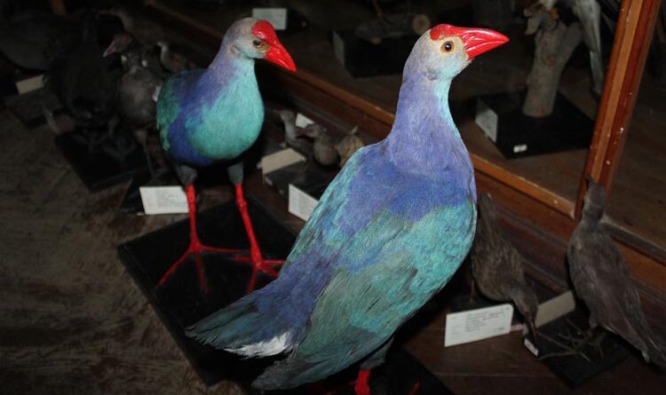 зоологический музей Днепра