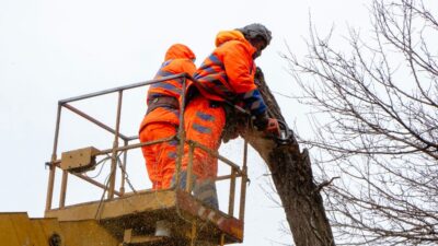 аварійні дерева_Дніпро