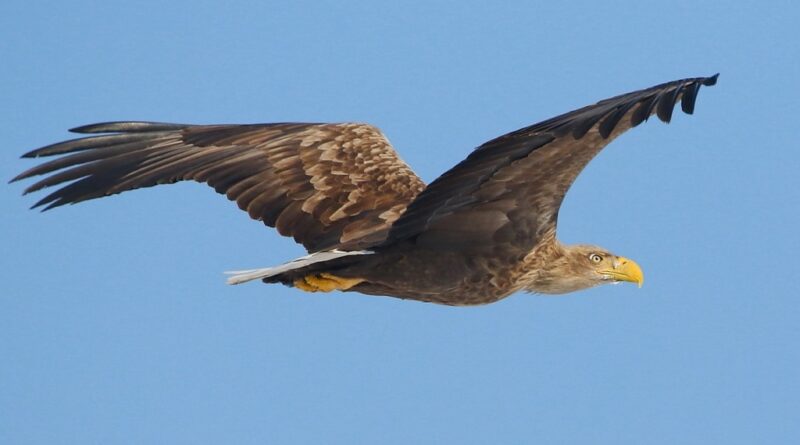 хижі птиці_орлани