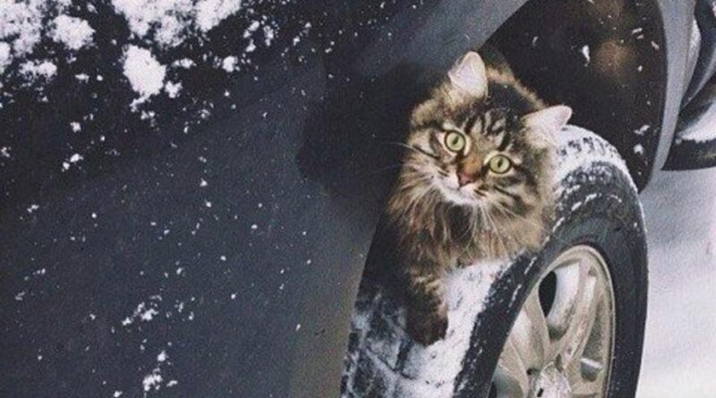 кот