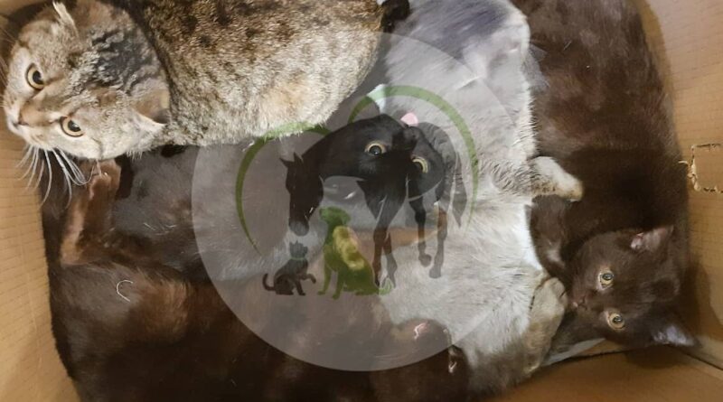 коты_приют Пегас