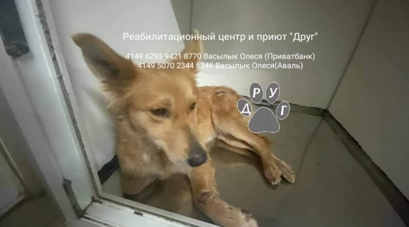 собака Ундина_приют Друг