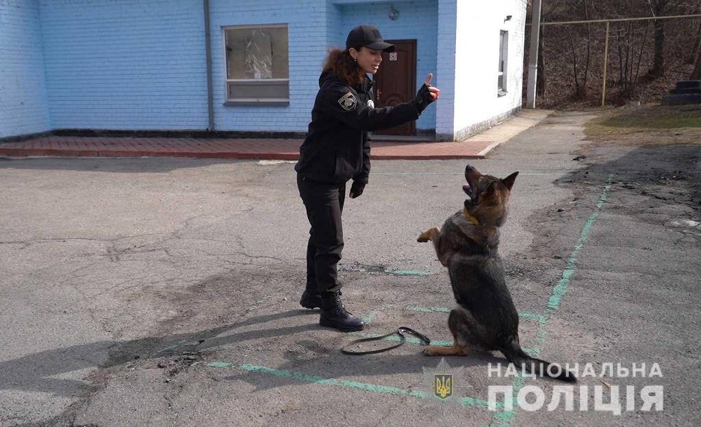 службові собаки_поліція