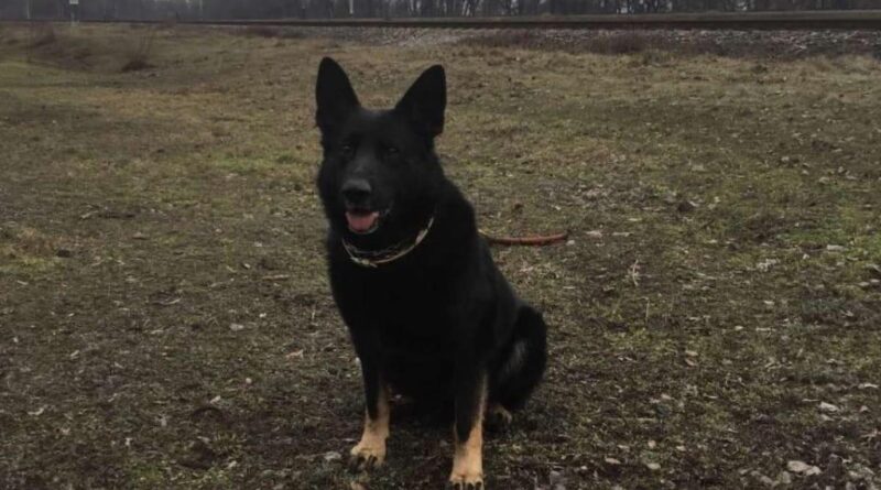 собака Кольт_поліція