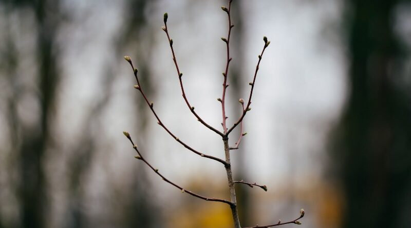 липи_Дніпро