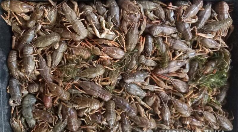 раки_полиция