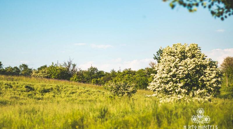 балка Канцерка_Дніпропетровська область