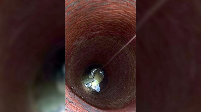 кот у колодязі