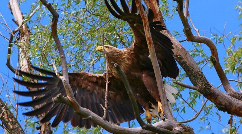 орлан-белохвост